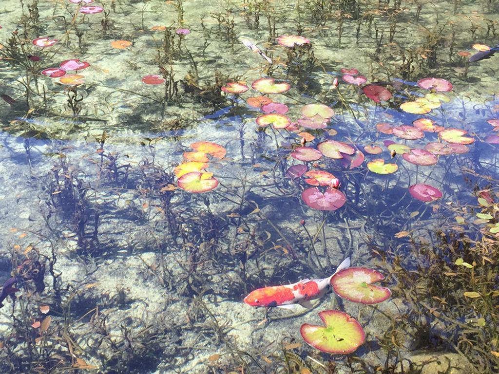 Miyako Hotel Gifu Nagaragawa Ngoại thất bức ảnh Water lily